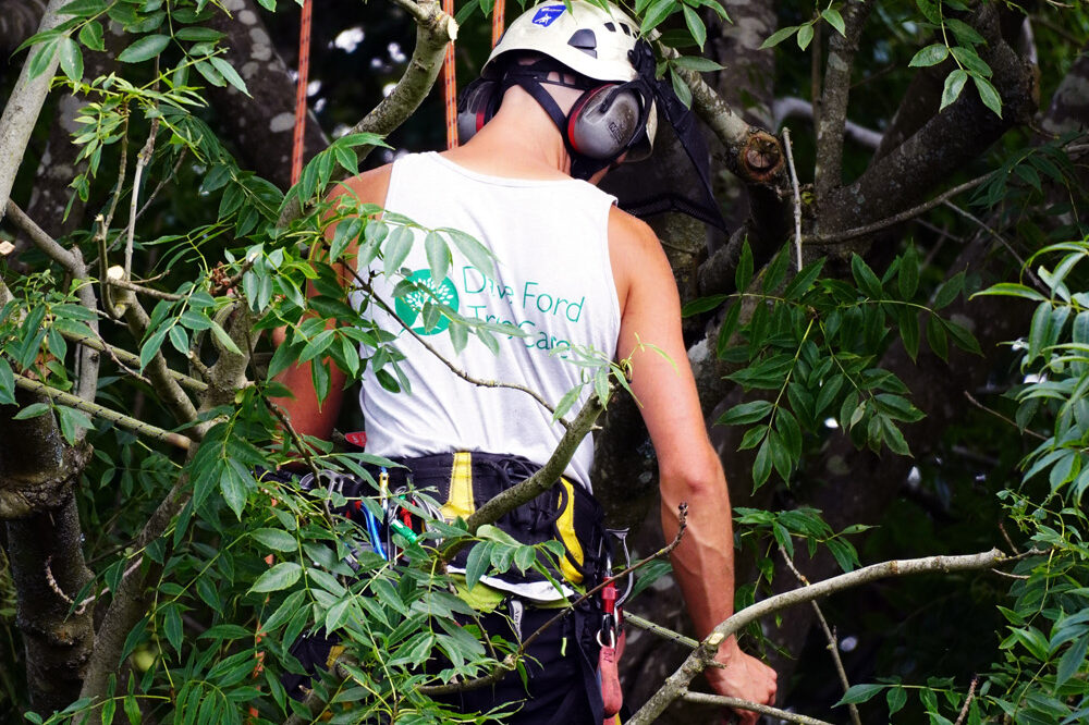 Arborist using harness to climb tree